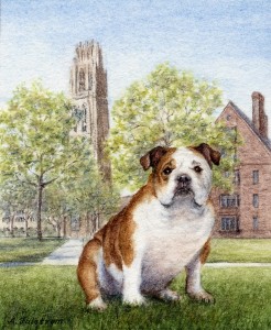 Bulldog on Campus, Yale