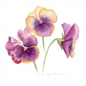 Pansies