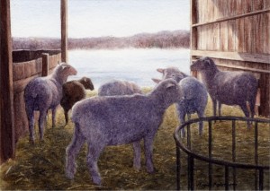 Sheep at Beaverbrook Farm