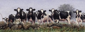 The Spectators,cows,tiffany farm, lyme