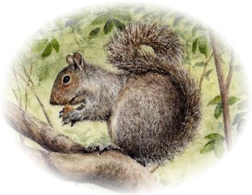 Squirrel