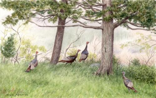 Wild Turkeys